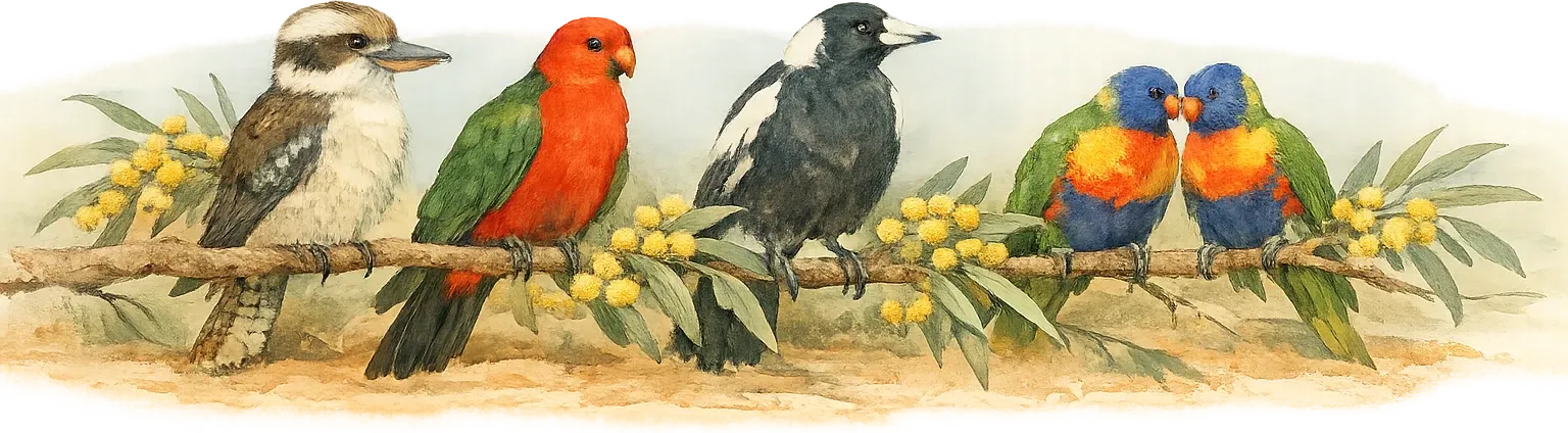 Australian birds on a flowering wattle branch: a kookaburra, a king parrot, a magpie and two rainbow lorikeets